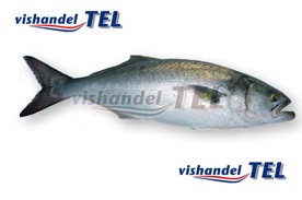 Blue fish.jpg Blue fish.jpg